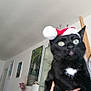 cat, black_cat, santa_hat, indoor, hand, furniture, decor, plant, picture_frame, wide_eyes, tongue_out, holiday, pet, animal, cute, holding, face, white_patch, blur, room