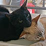 Loolou participe au concours pour gagner de l'argent avec cette photo : cat, black_cat, light_colored_cat, sleeping, snuggling, windowsill, pet, animal, fur, ears, whiskers, cute, cozy, resting, companion, indoor, friendship, adorable, relaxed, napping