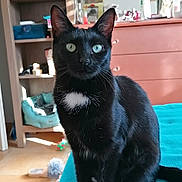 Louna participe au concours pour gagner de l'argent avec cette photo : cat, black_cat, pet, indoor, furniture, blanket, sitting, curious, whiskers, ears, eyes, tail, shelf, dresser, decorations, slippers, floor, natural_light, cozy, home