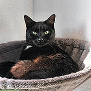 Louna a rejoint le concours — aidez-le/la à gagner de superbes lots ! animal, black_cat, cat, cat_bed, cozy, cute, feline, fur, green_eyes, houseplant_blur, indoor, pet, plush, portrait, relaxed, resting, sunlight, texture, wall, whiskers