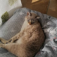 Fifi participe au concours pour gagner de l'argent avec cette photo : cat, blanket, indoor, sunlight, curtain, leaf_pattern, tile_floor, decorative_bird, ornate_object, relaxed, pet, feline, cozy, resting, soft_texture, home, animal, comfort, quiet, daylight