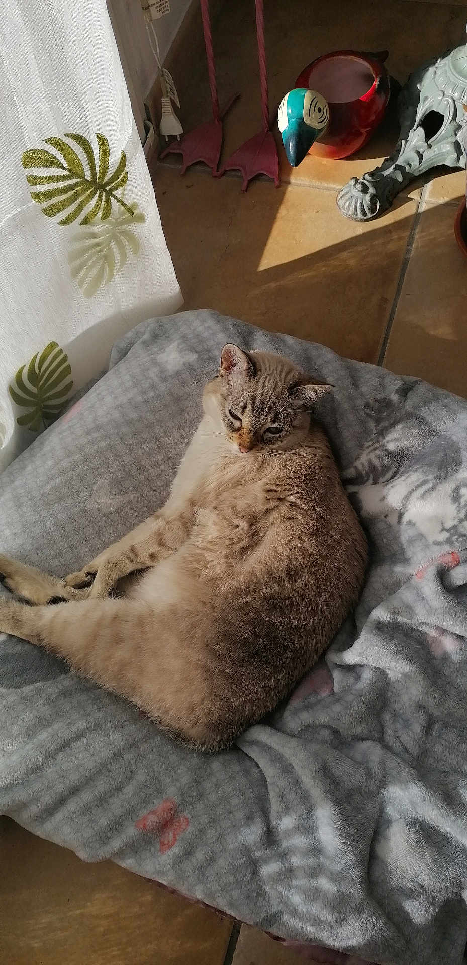 Fifi