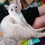 Fifi a rejoint le concours — aidez-le/la à gagner de superbes lots ! animal, blanket, blue_eyes, cardboard_box, cat, closeup, colorful, curious, cute, domestic_cat, fluffy, furniture, indoor, legs, person, pet, relaxing, resting, soft_fur, white_cat