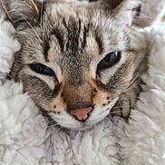 Fifi participe au concours pour gagner de l'argent avec cette photo : blanket, blue_eyes, cat, close_up, cozy, domestic_cat, ears, face, feline, fur, indoor, muzzle, pet, pink_nose, portrait, sleeping, snuggling, soft_texture, tabby, whiskers