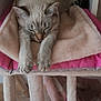 Fifi participe au concours pour gagner de l'argent avec cette photo : animal, beige, blanket, cat, cat_tree, claws, cozy, cute, ears, feline, fur, indoor, mammal, paw, pet, pink, relaxation, resting, sleeping, whiskers