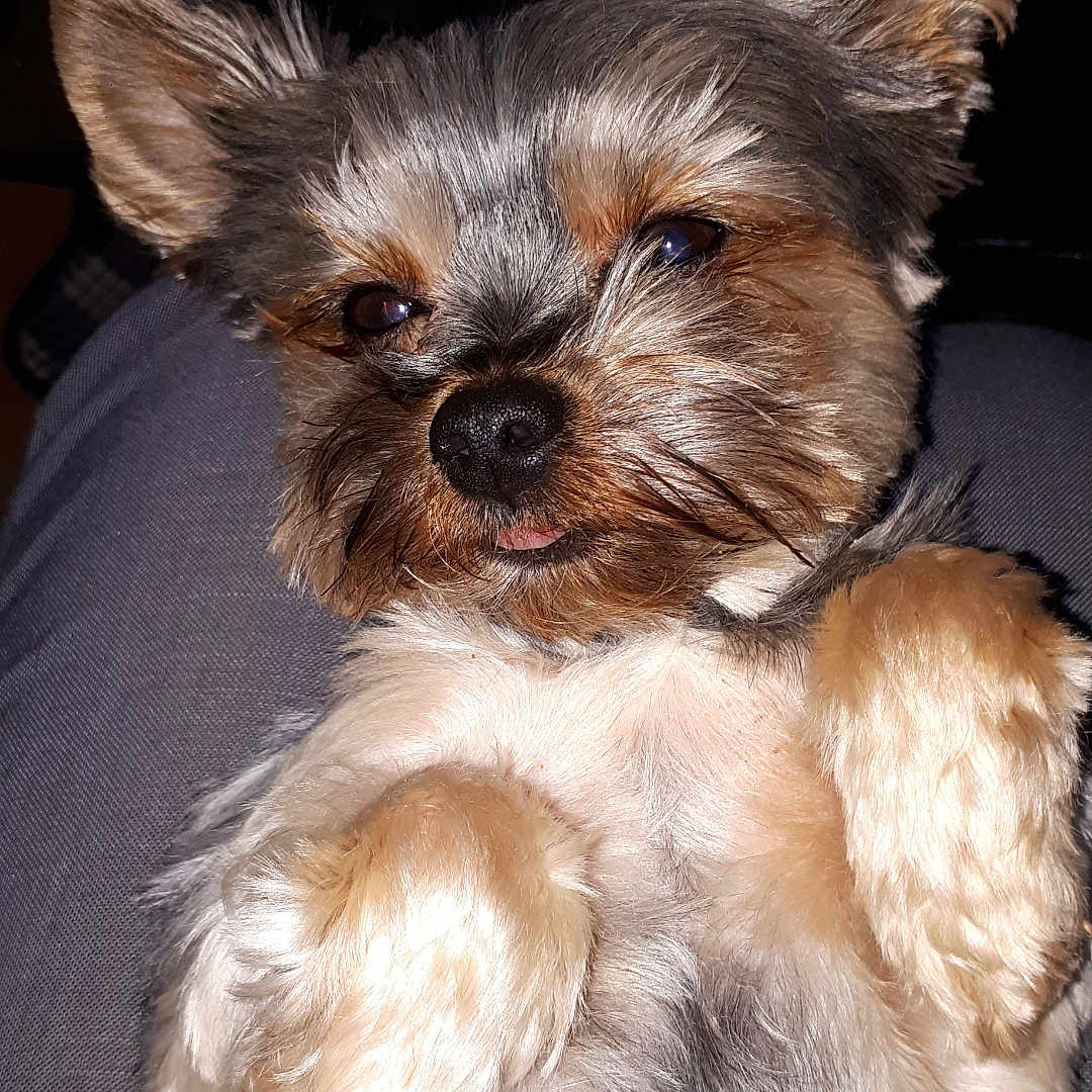 Lola