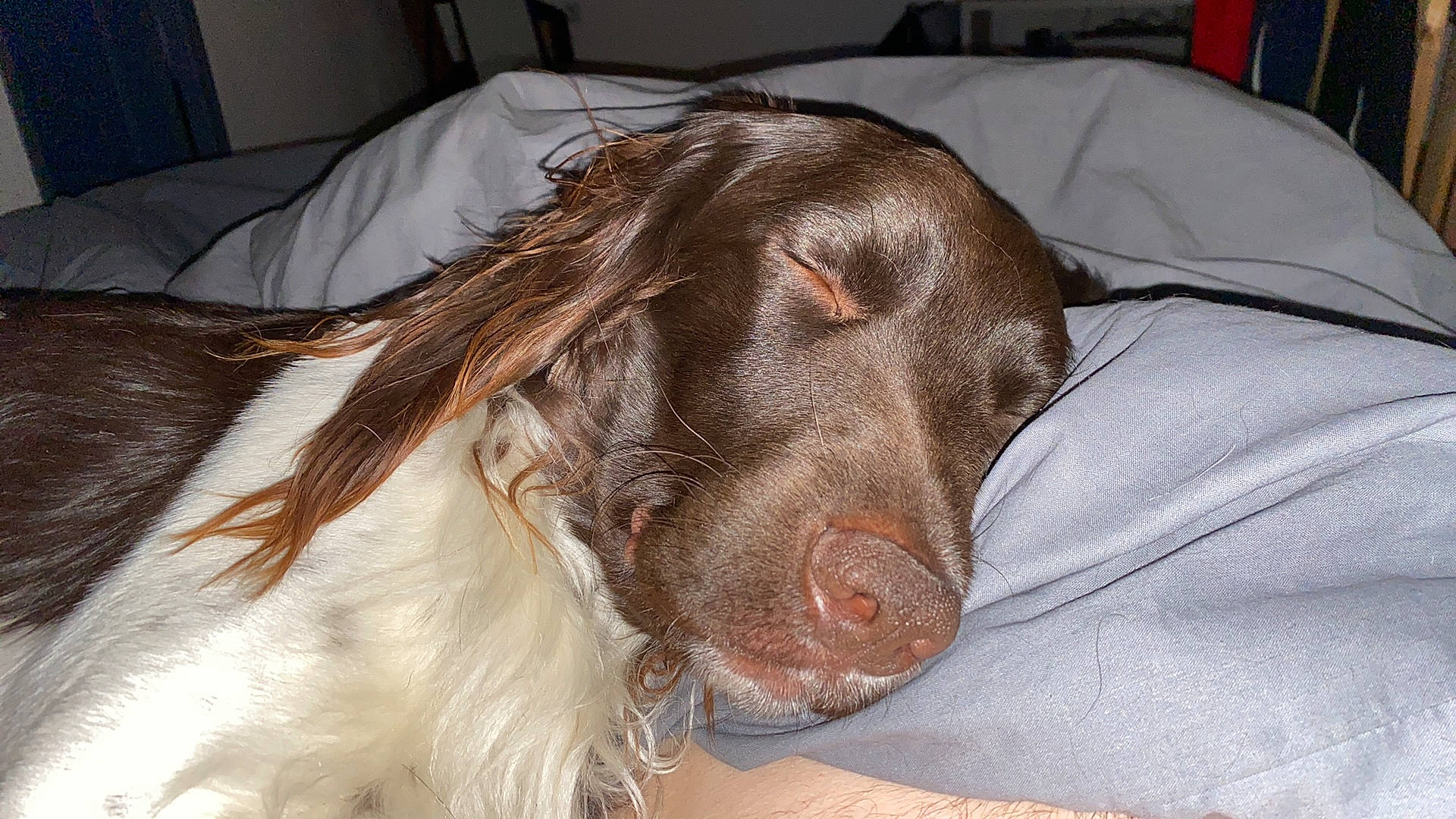 Sam a rejoint le concours — aidez-le/la à gagner de superbes lots ! canidae, carnivore, comfort, companion_dog, couch, dog, dog_breed, ear, fur, gun_dog, hunting_dog, liver, russian_spaniel, snout, spaniel, sporting_group, whiskers, working_animal