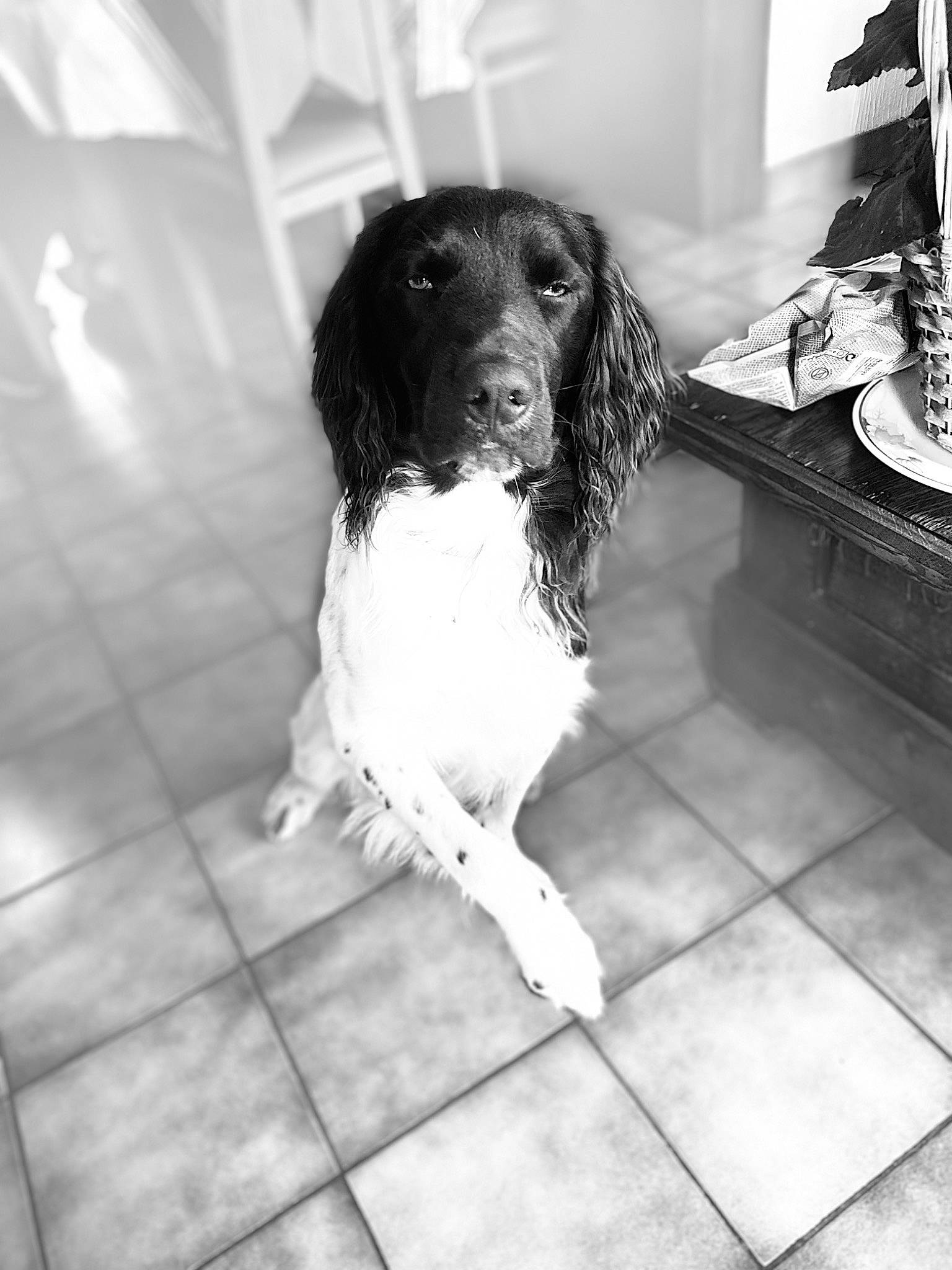 Sam participe au concours pour gagner de l'argent avec cette photo : black, black_and_white, canidae, carnivore, companion_dog, dog, dog_breed, floor, flooring, fur, monochrome, monochrome_photography, photography, snout, spaniel, sporting_group, style, tile, white, working_animal