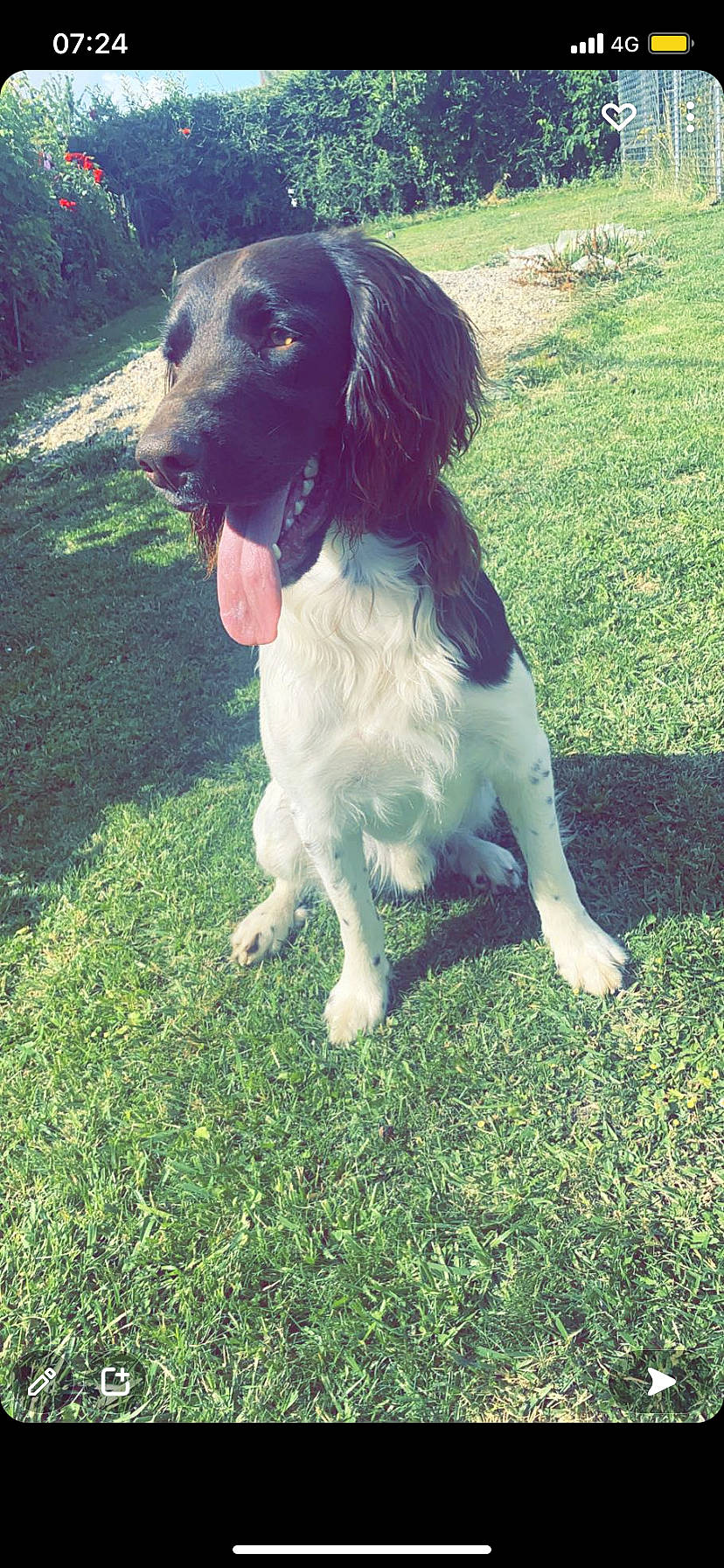 Sam a rejoint le concours — aidez-le/la à gagner de superbes lots ! canidae, carnivore, chair, companion_dog, dog, dog_breed, dog_collar, fur, grass, gun_dog, happy, hunting_dog, lawn, liver, plant, pointing_breed, spaniel, sporting_group, working_animal, working_dog