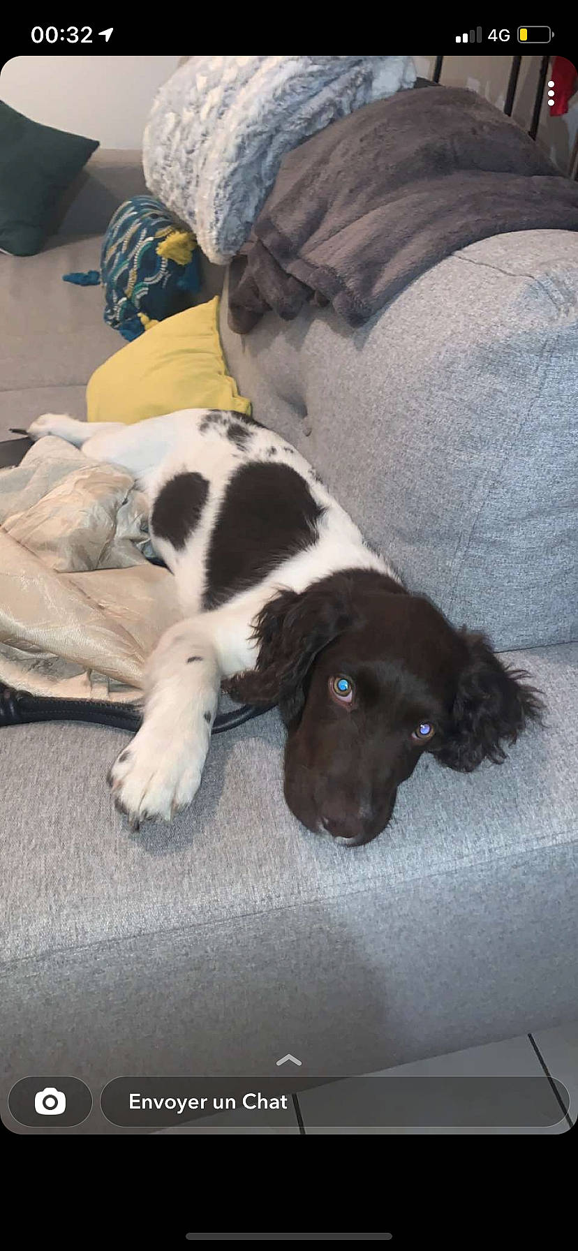 Sam participe au concours pour gagner de l'argent avec cette photo : carnivore, comfort, companion_dog, dog, dog_breed, flooring, fur, giant_dog_breed, gun_dog, linens, puppy_love, spaniel, sporting_group, tail, working_animal, working_dog