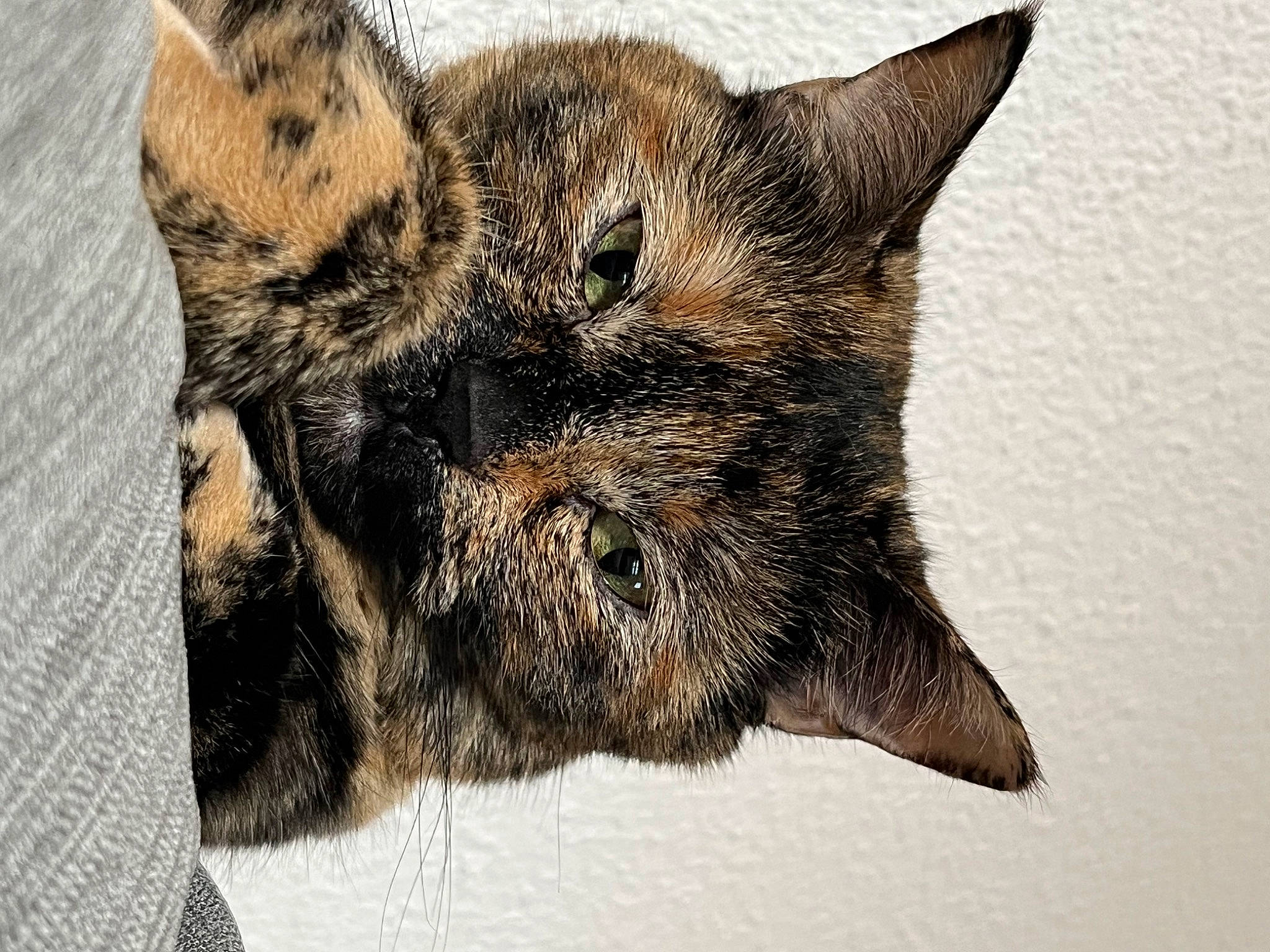 Socoa a rejoint le concours — aidez-le/la à gagner de superbes lots ! canidae, carnivore, cat, claw, dog_breed, domestic_short_haired_cat, felidae, fur, paw, small_to_medium_sized_cats, tail, terrestrial_animal, whiskers