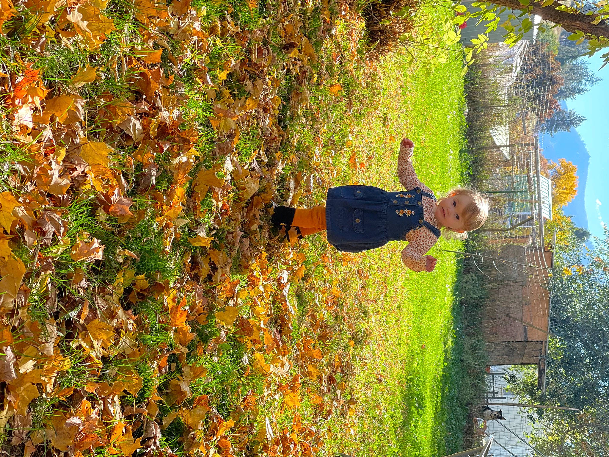 Clara Mae joined the competition — help win amazing prizes! autumn, biome, branch, deciduous, flowering_plant, grass, groundcover, happy, landscape, leisure, natural_landscape, people_in_nature, person, plant, shadow, shrub, tree, trunk, vegetation, wood