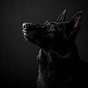 Atlas a rejoint le concours — aidez-le/la à gagner de superbes lots ! dog, black_dog, german_shepherd, animal, pet, portrait, side_profile, dark_background, soft_lighting, fur, ears, snout, curious, noble, mysterious, canine, looking_up, studio, photography, closeup