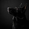 dog, black_dog, german_shepherd, animal, pet, portrait, side_profile, dark_background, soft_lighting, fur, ears, snout, curious, noble, mysterious, canine, looking_up, studio, photography, closeup