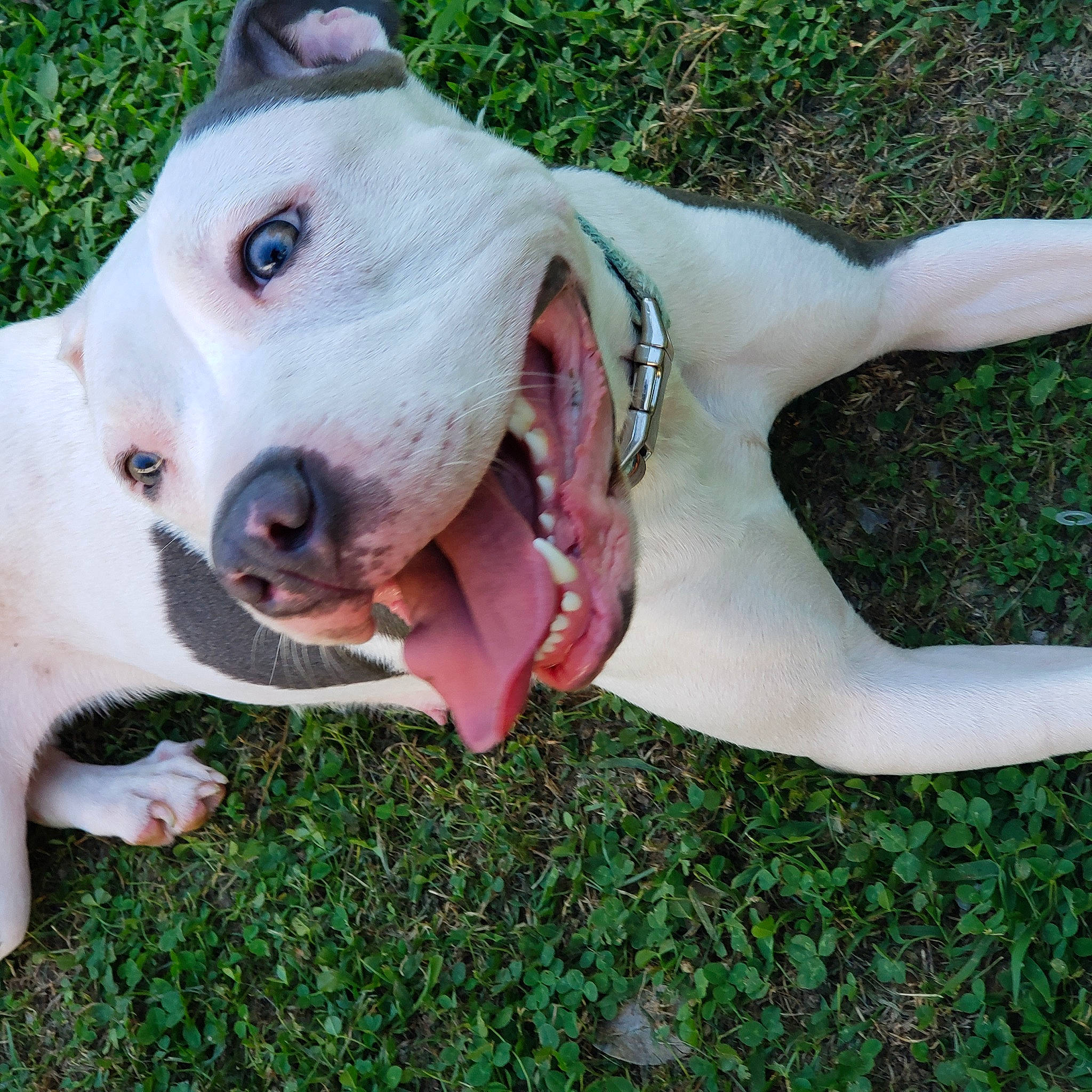 Reagen joined the competition — help win amazing prizes! canidae, carnivore, collar, companion_dog, dog, dog_breed, dog_collar, dog_supply, fang, fawn, grass, paw, plant, snout, sporting_group, tail, terrestrial_animal, whiskers, working_animal, working_dog