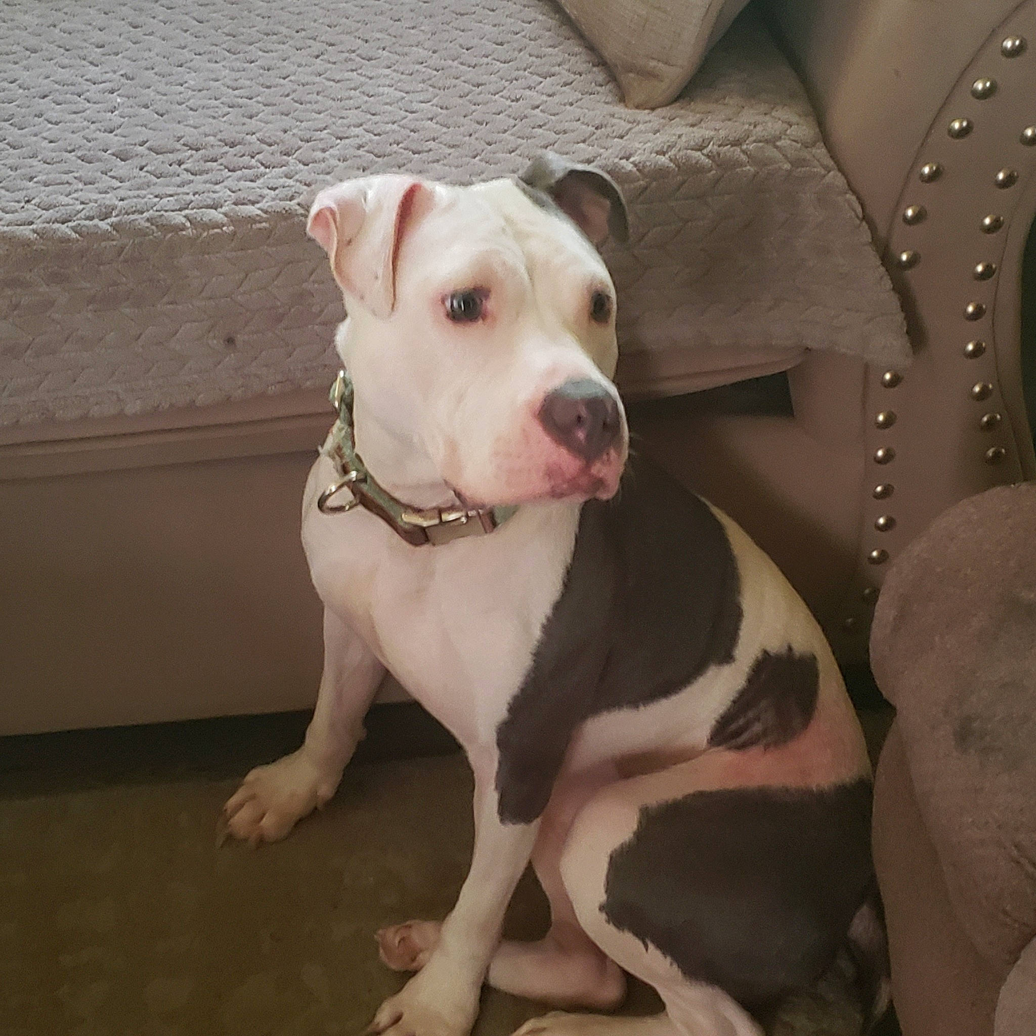 Reagen is registered to the contest to win money with this photo: canidae, carnivore, collar, comfort, companion_dog, dog, dog_breed, dog_collar, dog_supply, dogo_guatemalteco, fawn, leash, non_sporting_group, paw, pet_supply, snout, sporting_group, terrestrial_animal, whiskers, working_animal