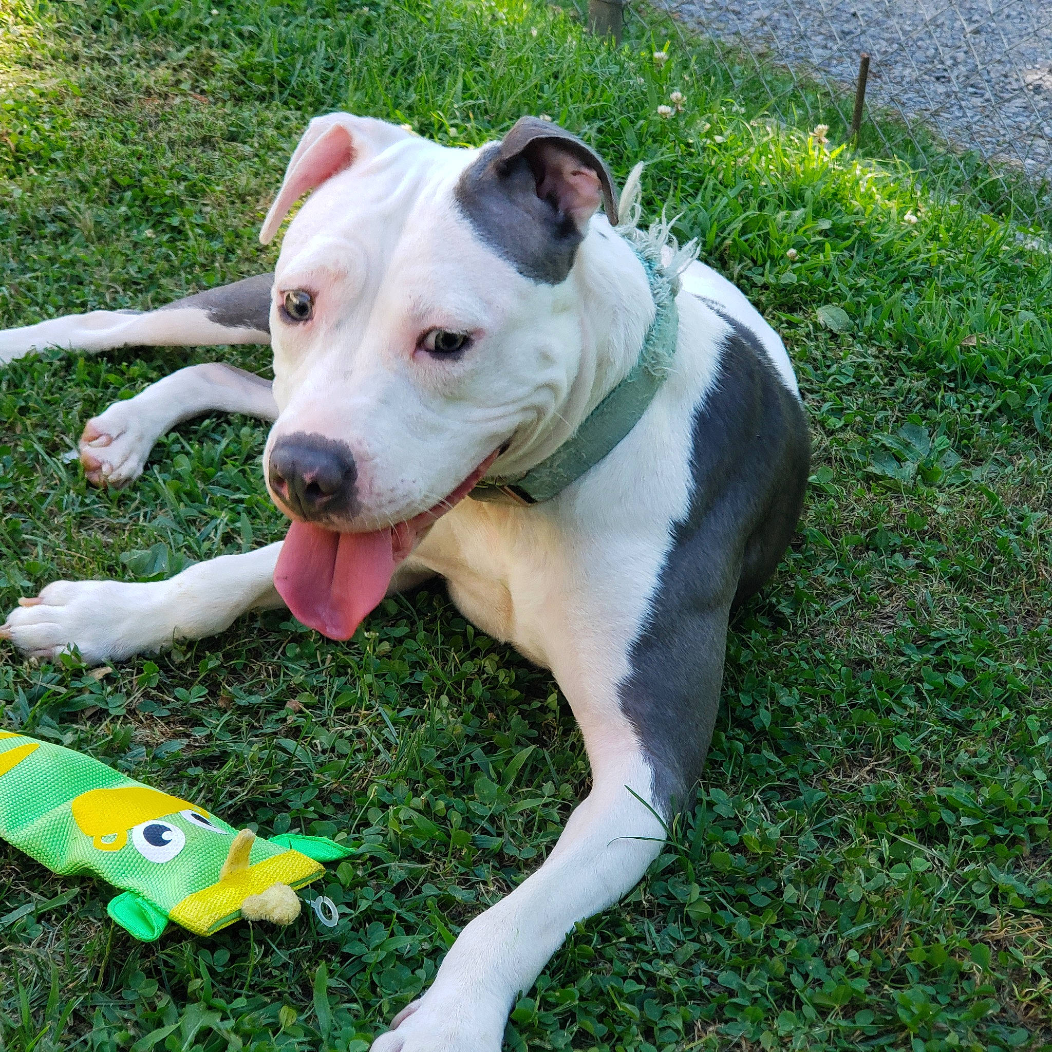 Reagen is registered to the contest to win money with this photo: bull_and_terrier, canidae, carnivore, collar, companion_dog, dog, dog_breed, dog_collar, dog_supply, fawn, grass, mammal, snout, sporting_group, tail, terrestrial_animal, toy, vertebrate, whiskers, working_animal