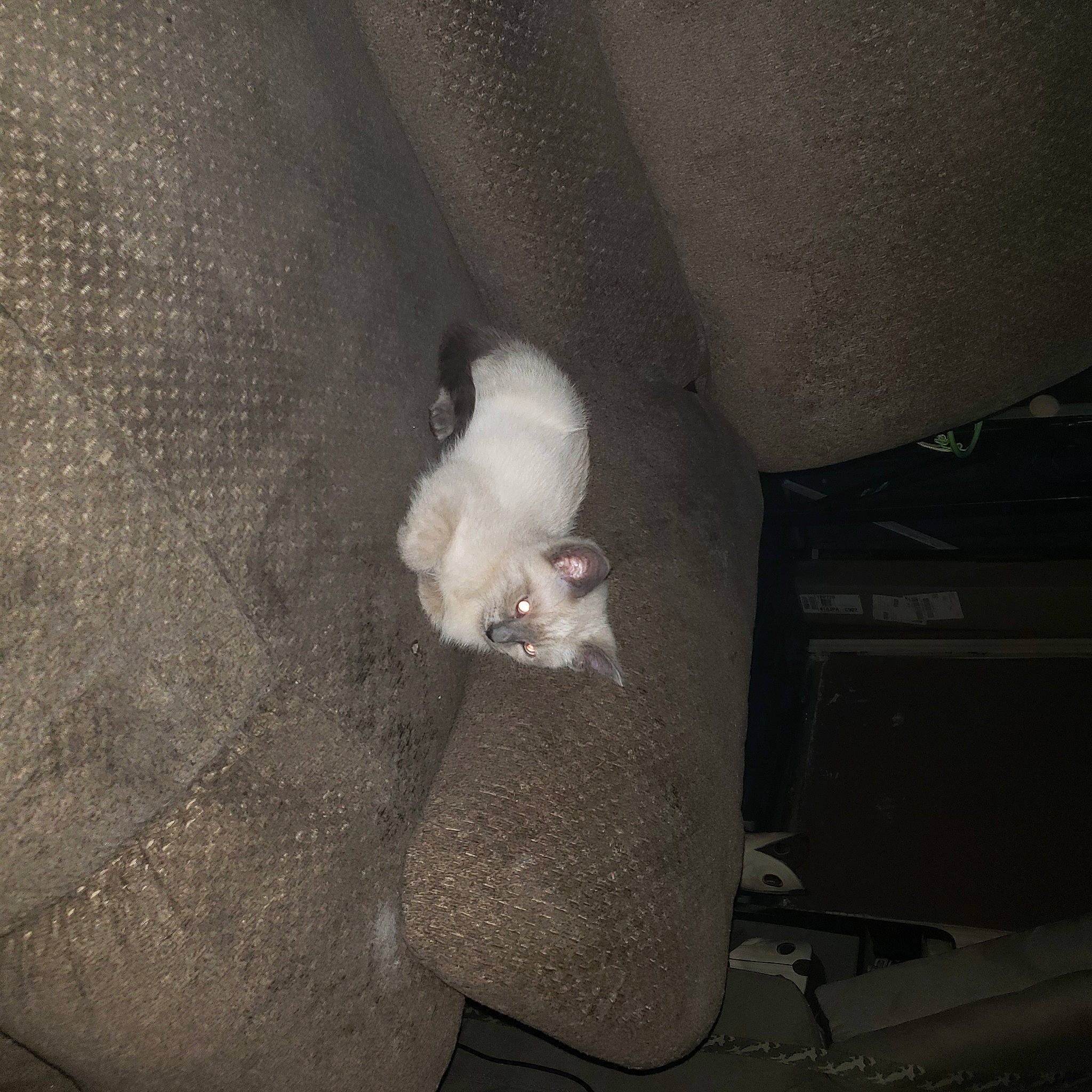 Kida joined the competition — help win amazing prizes! auto_part, box, canidae, carnivore, cat, comfort, darkness, domestic_short_haired_cat, fawn, felidae, fur, grey, monochrome, monochrome_photography, paw, room, small_to_medium_sized_cats, snout, tail, whiskers