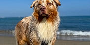Vaïko participe au concours pour gagner de l'argent avec cette photo : animal, animal_portrait, australian_shepherd, beach, canine, daytime, dog, fur, mammal, nature, ocean, outdoor, pet, portrait, sand, sky, standing, sunlight, water, waves