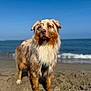 animal, animal_portrait, australian_shepherd, beach, canine, daytime, dog, fur, mammal, nature, ocean, outdoor, pet, portrait, sand, sky, standing, sunlight, water, waves