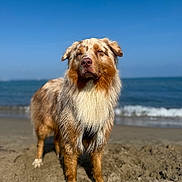 Vaïko a rejoint le concours — aidez-le/la à gagner de superbes lots ! animal, animal_portrait, australian_shepherd, beach, canine, daytime, dog, fur, mammal, nature, ocean, outdoor, pet, portrait, sand, sky, standing, sunlight, water, waves