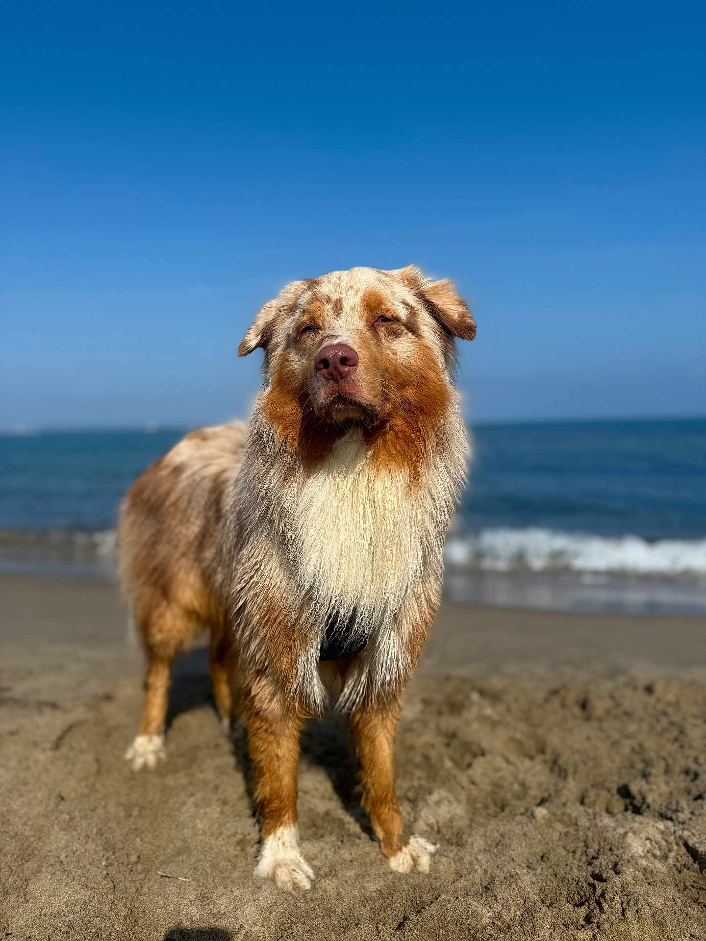 Vaïko a rejoint le concours — aidez-le/la à gagner de superbes lots ! animal, animal_portrait, australian_shepherd, beach, canine, daytime, dog, fur, mammal, nature, ocean, outdoor, pet, portrait, sand, sky, standing, sunlight, water, waves