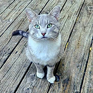 Sketchy is registered to the contest to win money with this photo: cat, gray_cat, white_fur, green_eyes, sitting, wooden_floor, outdoor, pet, animal, whiskers, ears, tail, looking_up, fur, close_up, domestic_cat, nature, curious, alert, cute