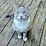 cat, gray_cat, white_fur, green_eyes, sitting, wooden_floor, outdoor, pet, animal, whiskers, ears, tail, looking_up, fur, close_up, domestic_cat, nature, curious, alert, cute
