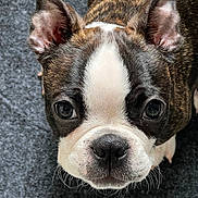Charlie joined the competition — help win amazing prizes! dog, puppy, boston_terrier, close_up, pet, animal, cute, ears, black_and_white, fur, whiskers, carpet, indoor, face, nose, eyes, looking_up, young, domestic_animal, portrait