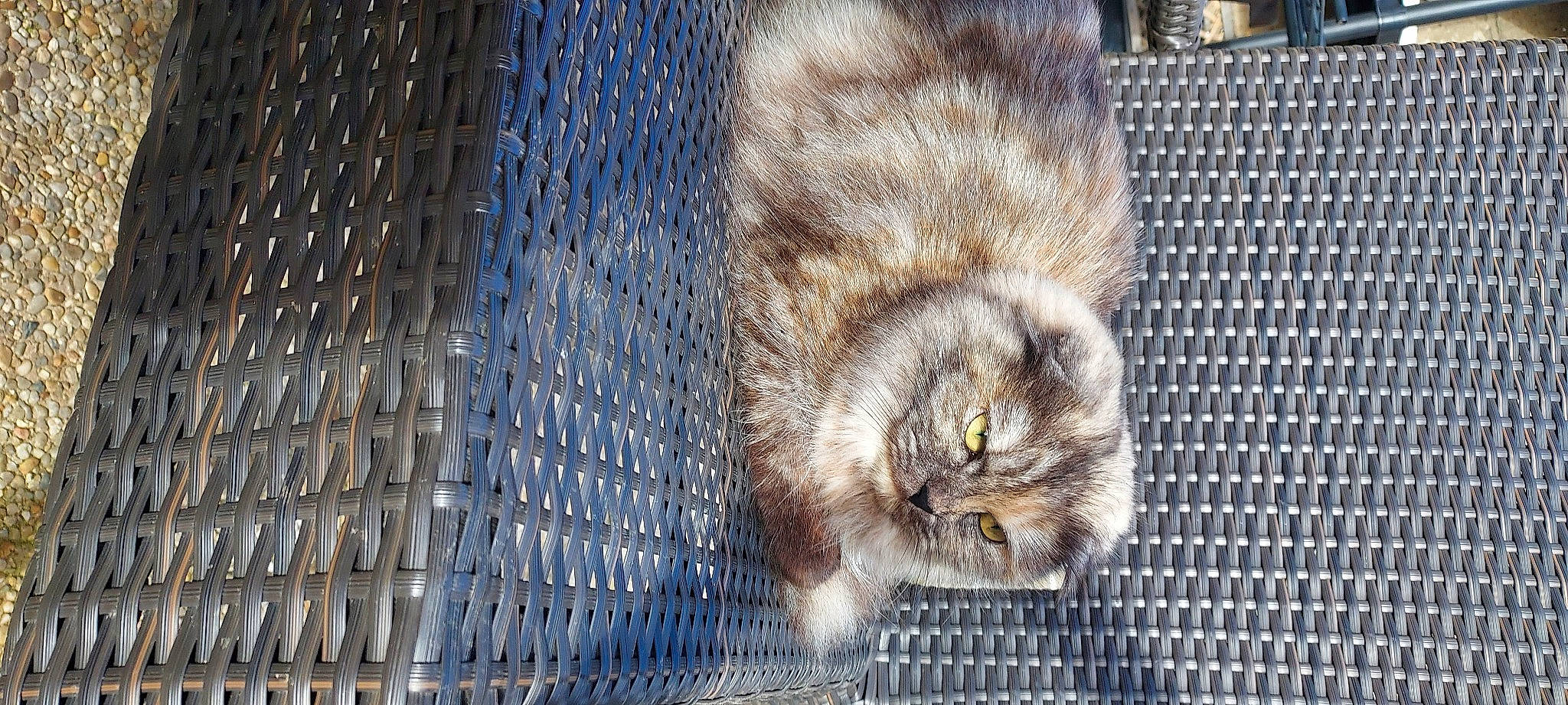 Sally a rejoint le concours — aidez-le/la à gagner de superbes lots ! animal_shelter, bird_of_prey, cage, carnivore, cat, electric_blue, fawn, felidae, fur, grey, mesh, owl, pattern, small_to_medium_sized_cats, snout, tail, terrestrial_animal, whiskers, wildlife, wood