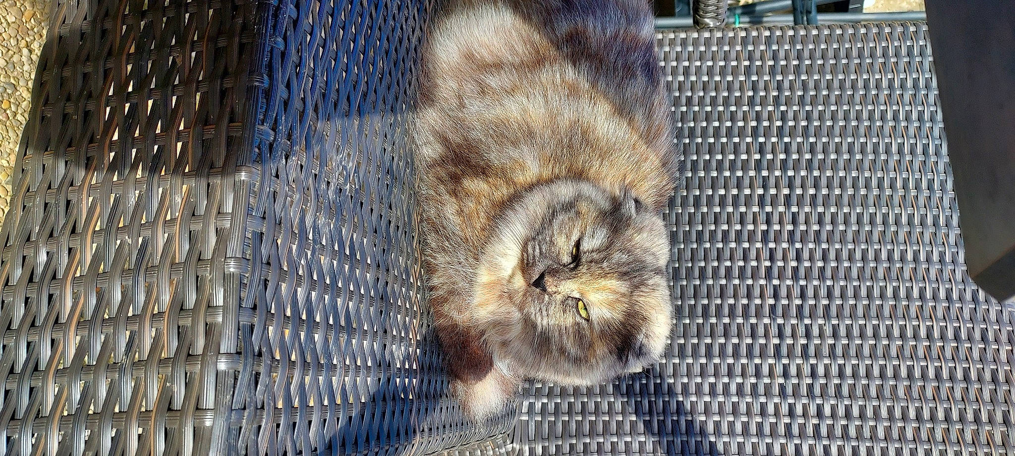 Sally participe au concours pour gagner de l'argent avec cette photo : animal_shelter, bird_of_prey, cage, carnivore, claw, fawn, felidae, fur, mesh, net, owl, service, small_to_medium_sized_cats, snout, tail, terrestrial_animal, whiskers, wildlife, wire_fencing, wood