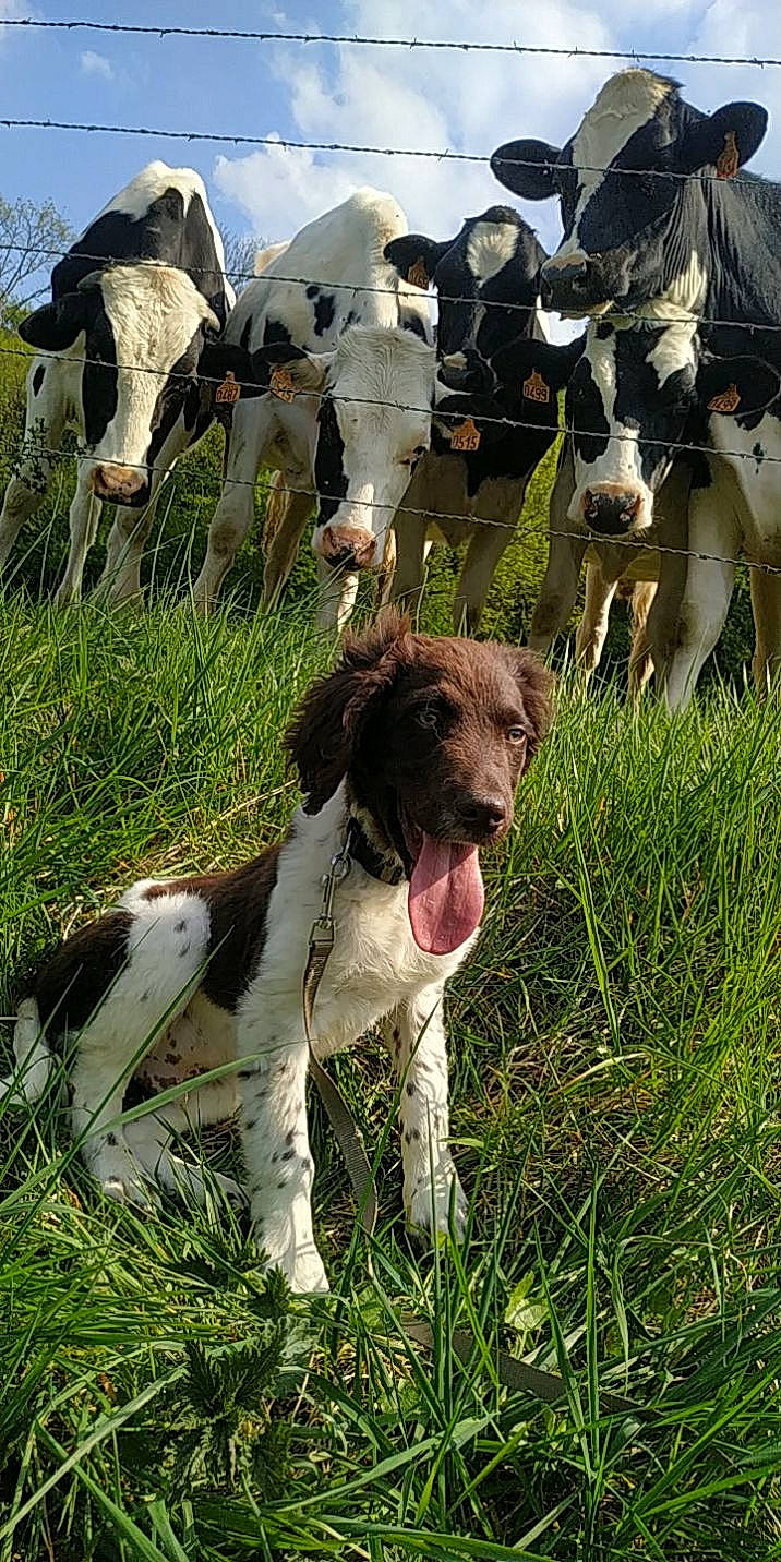 Twilly participe au concours pour gagner de l'argent avec cette photo : adventure, bovine, companion_dog, dairy_cow, dog, dog_breed, event, grass, grassland, herd, landscape, livestock, mammal, pasture, plant, pointing_breed, sky, vertebrate, working_animal, working_dog