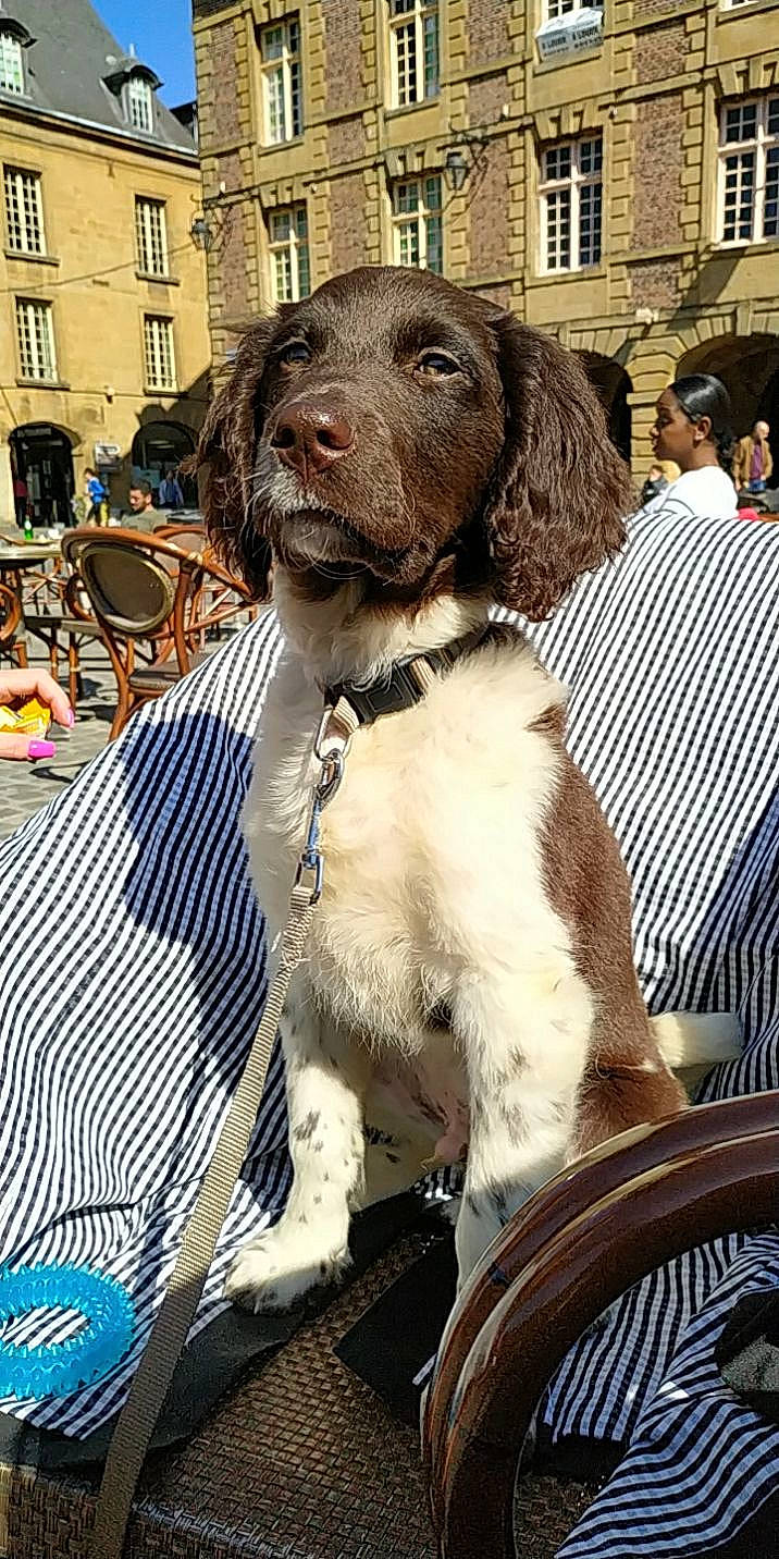 Twilly a rejoint le concours — aidez-le/la à gagner de superbes lots ! art, building, canidae, carnivore, chair, companion_dog, dog, dog_breed, dog_collar, event, fur, gun_dog, hunting_dog, liver, snout, spaniel, sporting_group, street_fashion, window, working_animal