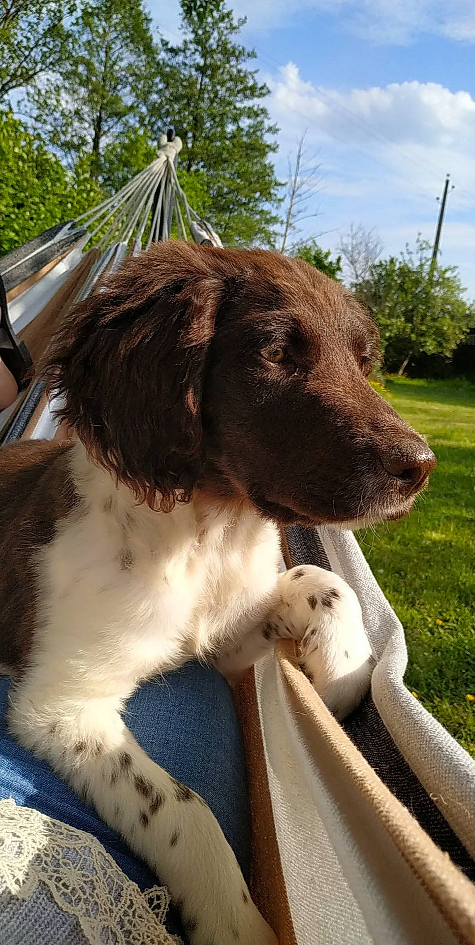 Twilly participe au concours pour gagner de l'argent avec cette photo : canidae, carnivore, cloud, collar, companion_dog, dog, dog_breed, dog_collar, fawn, giant_dog_breed, grass, gun_dog, liver, plant, sky, snout, spaniel, sporting_group, tree, working_animal