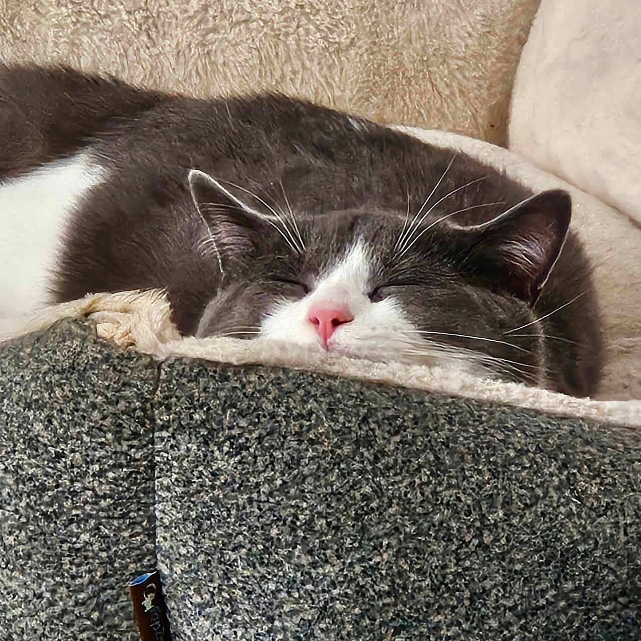 Minot participe au concours pour gagner de l'argent avec cette photo : animal, cat, close_up, comfort, cozy, cute, feline, fur, gray, home, indoor, nap, pet_bed, pink_nose, relaxed, resting, sleeping, soft_texture, whiskers, white