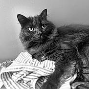 Maurice a rejoint le concours — aidez-le/la à gagner de superbes lots ! cat, fluffy, striped_clothing, pile, indoor, black_and_white, fur, whiskers, eyes, portrait, relaxed, laying_down, furniture, texture, soft, pet, animal, closeup, focus, monochrome