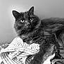 cat, fluffy, striped_clothing, pile, indoor, black_and_white, fur, whiskers, eyes, portrait, relaxed, laying_down, furniture, texture, soft, pet, animal, closeup, focus, monochrome