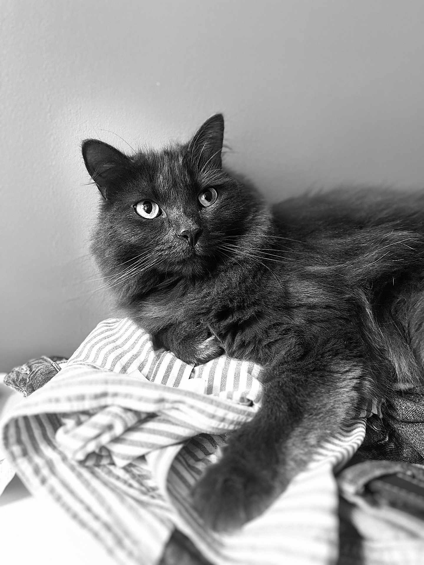 Maurice