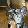 Batman participe au concours pour gagner de l'argent avec cette photo : dog, french_bulldog, pet, close_up, portrait, indoor, sunlight, relaxed, eyes_closed, wooden_floor, fur, cute, animal, companion, domestic_animal, muzzle, ears, snout, whiskers, calm