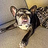 french_bulldog, dog, pet, tongue_out, couch, blanket, indoor, relaxed, canine, animal, fur, paw, ears, snout, companion, domestic, comfortable, resting, portrait, closeup