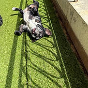 Batman a rejoint le concours — aidez-le/la à gagner de superbes lots ! dog, black_and_white, lying_down, artificial_grass, sunlight, shadow, railing_shadow, outdoor, playful, pet, happy, tongue_out, relaxed, canine, fur, sunny, floor, balcony, wall, daylight