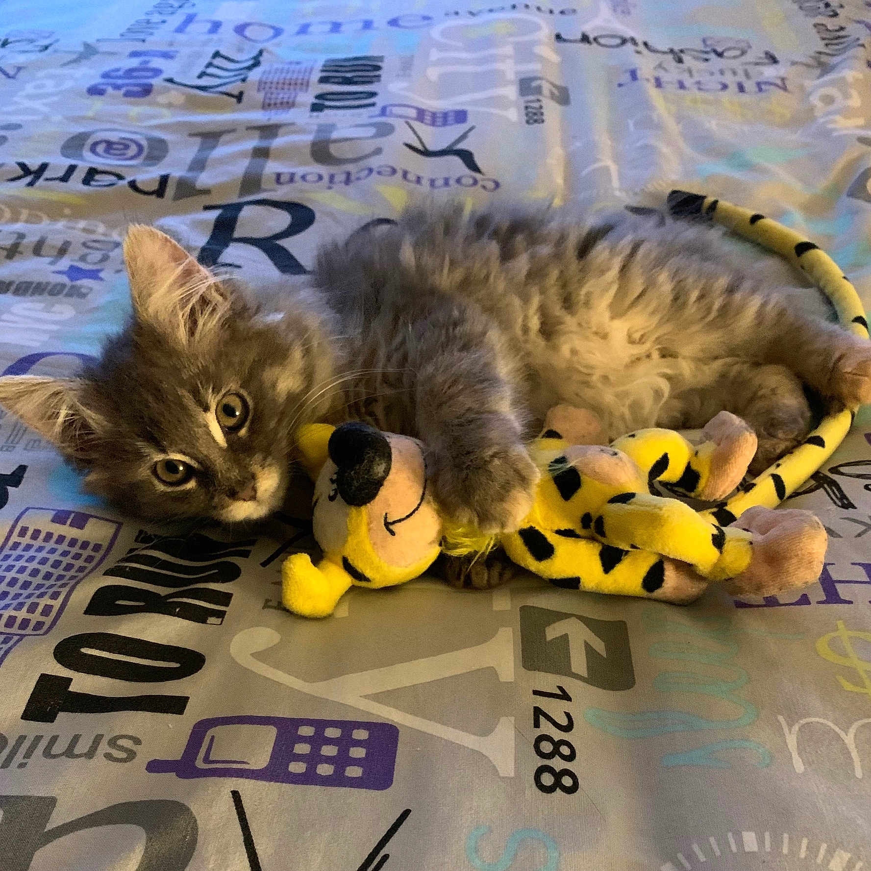 Yumi a rejoint le concours — aidez-le/la à gagner de superbes lots ! abyssinian, animal, bed, bedroom, blanket, cat, face, furniture, head, kitten, manx, person, pet, photography, plush, portrait, quilt, sleeping, text, toy