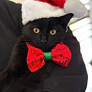 Oreo participe au concours pour gagner de l'argent avec cette photo : cat, black_cat, santa_hat, bow_tie, holiday, festive, pet, animal, cute, portrait, indoors, close_up, yellow_eyes, feline, costume, celebration, christmas, adorable, soft_fur, person_holding
