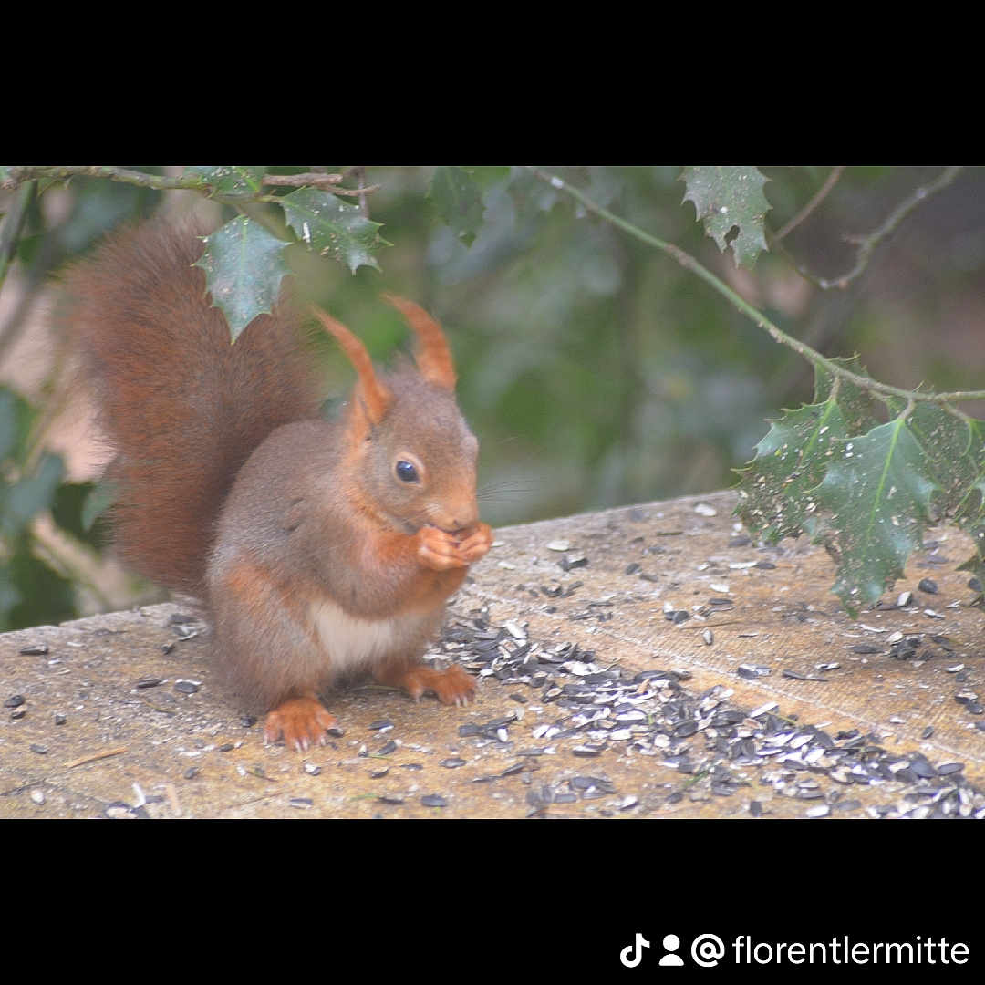 écureuil