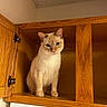 Snowy joined the competition — help win amazing prizes! animal, appliance, blue_eyes, cabinet_door, cat, closeup, cozy, curious, feline, fur, hinges, home, indoor, kitchen, kitten, light, looking, pet, sitting, wooden_cabinet