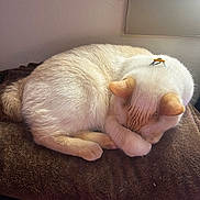 Snowy joined the competition — help win amazing prizes! animal, brown_blanket, cat, claw_clip, cozy, cream_colored, curled_up, cute, domestic_cat, feline, indoor, patterned_blanket, paw_covering_face, pet, pink_blanket, relaxed, resting, sleeping, soft_fur, window_sill