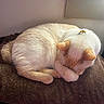 animal, brown_blanket, cat, claw_clip, cozy, cream_colored, curled_up, cute, domestic_cat, feline, indoor, patterned_blanket, paw_covering_face, pet, pink_blanket, relaxed, resting, sleeping, soft_fur, window_sill