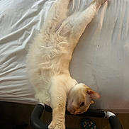 Snowy joined the competition — help win amazing prizes! cat, bed, white_bed_sheet, fluffy_fur, indoor, handlebar, exercise_equipment, paws, stretching, relaxed, floor, slippers, colorful, animal, pet, feline, soft_light, cozy, home, resting