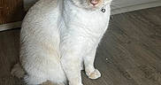 Snowy is registered to the contest to win money with this photo: cat, blue_eyes, collar, bell, cream_color, sitting, wooden_floor, indoor, pet, feline, fur, whiskers, ears, tail, animal, domestic, quiet, looking_at_camera, floor, wall