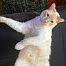 Snowy is registered to the contest to win money with this photo: cat, fluffy, cream_colored, pet, indoor, relaxed, paw, fur, whiskers, curious, carpet, texture, close_up, animal, mammal, cute, feline, domestic_cat, resting, looking